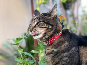 Sundays With Tabs the Cat, Makeup and Beauty Blog Mascot, Vol. 520