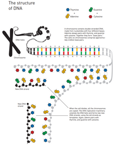 The Nobel Prize in Chemistry 2015 was awarded jointly to Tomas...