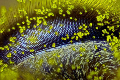 The annual Small World Photomicrography Competition, as awesome...