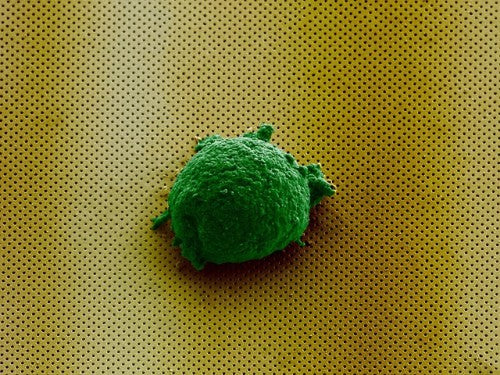 Microscopic image of a single cell artificially colored, laying...