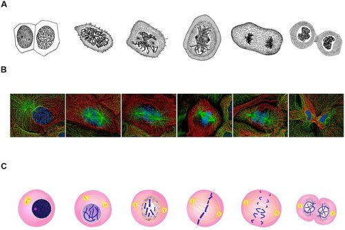 Interesting essay :Philosophy of Biology: Drawing and the...