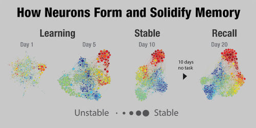 Diagrams of neural activity in the hippocampus, recorded from a...