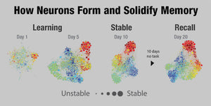 Diagrams of neural activity in the hippocampus, recorded from a...